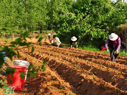 六月份可以栽地瓜嗎？六月份種紅薯晚嗎？