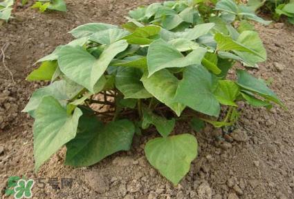 六月份可以栽地瓜嗎？六月份種紅薯晚嗎？