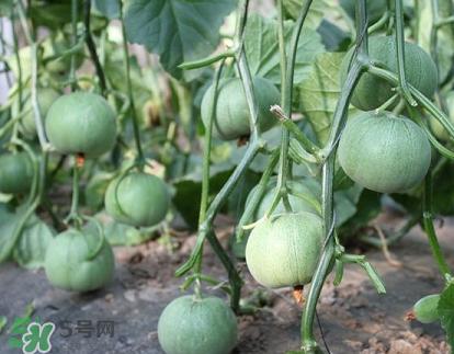 六月份可以種甜瓜嗎？六月份可以種香瓜嗎？