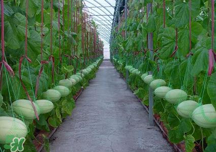 六月份可以種甜瓜嗎？六月份可以種香瓜嗎？