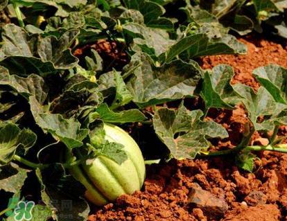 六月份可以種甜瓜嗎？六月份可以種香瓜嗎？