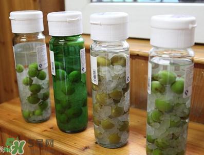 青梅酒用什么酒泡？青梅酒用什么酒好？