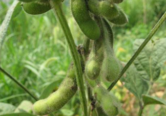 六月份可以種毛豆嗎？六月份毛豆怎么種植？