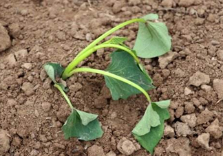 六月份可以栽地瓜嗎？六月份種紅薯晚嗎？