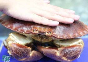 面包蟹是海蟹嗎？面包蟹吃什么東西