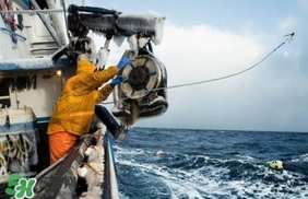 帝王蟹為什么上岸就殺死？帝王蟹為什么只吃腿