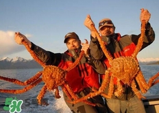 帝王蟹為什么上岸就殺死？帝王蟹為什么只吃腿