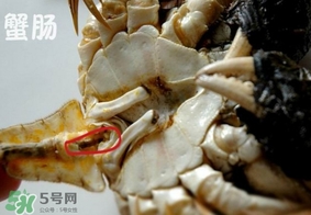 面包蟹是哪里產(chǎn)的？面包蟹哪里不能吃圖解