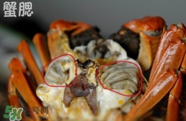 面包蟹是哪里產(chǎn)的？面包蟹哪里不能吃圖解