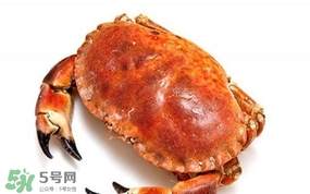 面包蟹是海蟹嗎？面包蟹吃什么東西