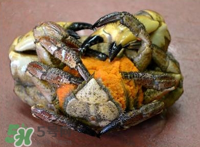 面包蟹為什么叫面包蟹？面包蟹為什么都是母蟹