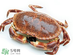 活面包蟹怎么保存？面包蟹能保存多久