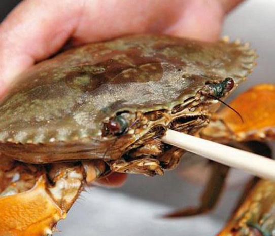 活面包蟹怎么打開？活面包蟹怎么殺