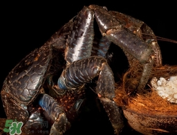 椰子蟹多少錢(qián)一斤？2017椰子蟹價(jià)格