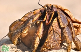 椰子蟹是保護(hù)動(dòng)物嗎？椰子蟹是幾級(jí)保護(hù)動(dòng)物