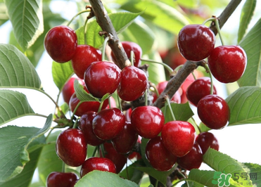 6月份還有櫻桃嗎？櫻桃6月份還有嗎？