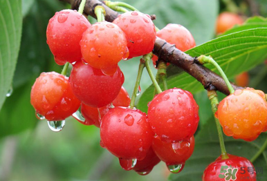 6月份還有櫻桃嗎？櫻桃6月份還有嗎？