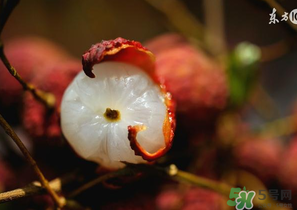 6月份還有櫻桃嗎？櫻桃6月份還有嗎？