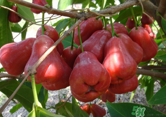 6月份有什么水果？6月份有哪些水果？