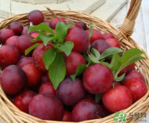 6月份有什么水果？6月份有哪些水果？