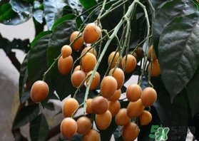 6月份有什么水果？6月份有哪些水果？