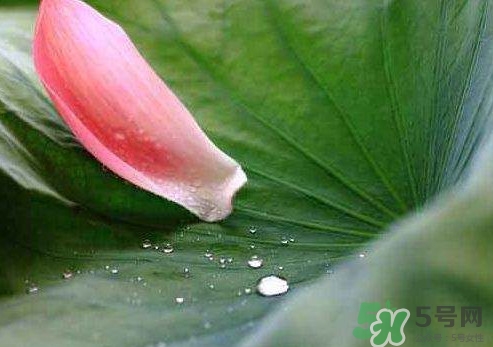 三伏天是什么意思？三伏天在飲食上要注意些什么