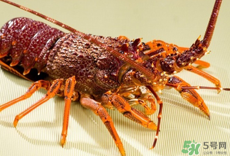 澳洲龍蝦是淡水的嗎？澳洲龍蝦是海鮮嗎？