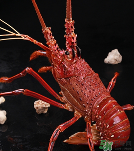 澳洲龍蝦一只多少錢？澳洲龍蝦多少錢一只？