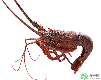 澳洲龍蝦一只多少錢？澳洲龍蝦多少錢一只？