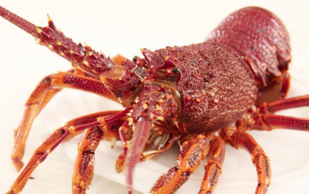 澳洲龍蝦一般多重？澳洲龍蝦一只多少斤？