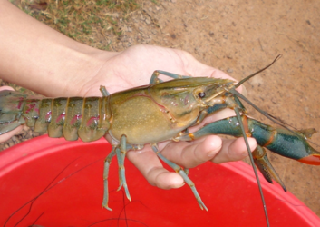 澳洲龍蝦一般多重？澳洲龍蝦一只多少斤？