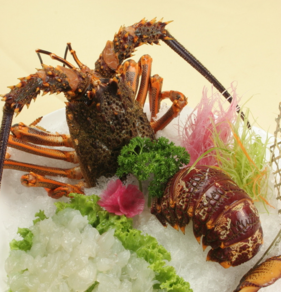 澳洲龍蝦一般多重？澳洲龍蝦一只多少斤？