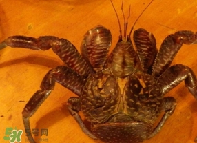 椰子蟹是保護(hù)動(dòng)物嗎？椰子蟹是幾級(jí)保護(hù)動(dòng)物