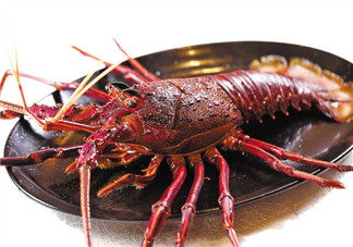 澳洲龍蝦一只多少錢？澳洲龍蝦多少錢一只？