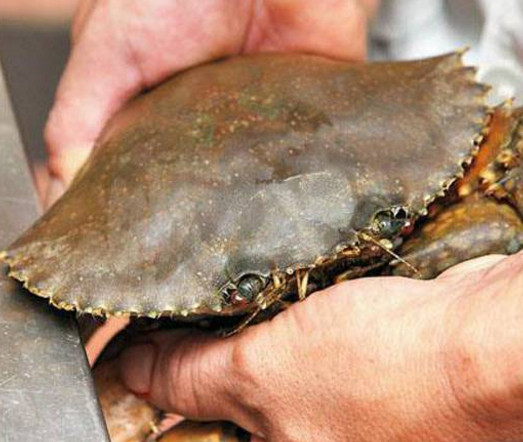 活面包蟹怎么打開？活面包蟹怎么殺