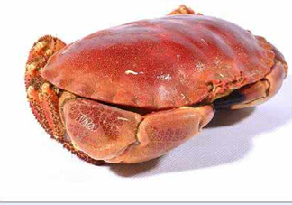 熟凍面包蟹好吃嗎？面包蟹是鮮活的好還是熟凍的好