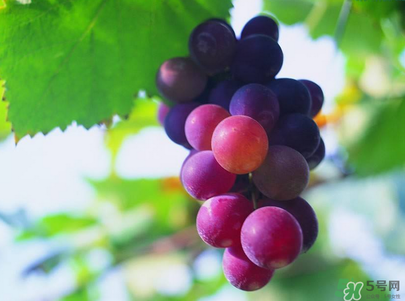 孕婦吃葡萄可以吃皮嗎？孕婦吃葡萄寶寶眼睛大