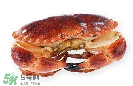 面包蟹是黃道蟹嗎？黃道蟹和面包蟹一樣嗎