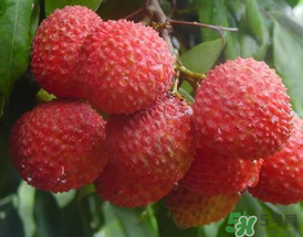 吃荔枝為什么會(huì)暈倒？吃荔枝暈倒怎么回事？