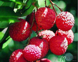 吃荔枝為什么會(huì)暈倒？吃荔枝暈倒怎么回事？