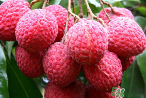 荔枝病是什么？荔枝病怎么治？