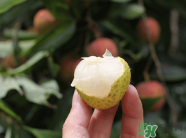 荔枝為什么不能多吃？荔枝吃多了有什么危害？