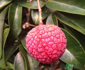 荔枝吃多了會(huì)胖嗎？吃荔枝會(huì)長(zhǎng)胖嗎？