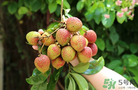 吃荔枝會(huì)流鼻血嗎？荔枝吃多了會(huì)流鼻血嗎？