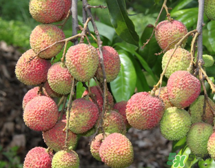 荔枝吃多了會(huì)流鼻血嗎？吃荔枝會(huì)流鼻血嗎？