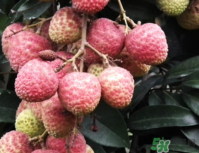 荔枝吃多了會(huì)流鼻血嗎？吃荔枝會(huì)流鼻血嗎？