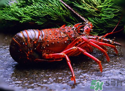 活龍蝦可以放冰快上保鮮嗎？活龍蝦怎么保鮮？