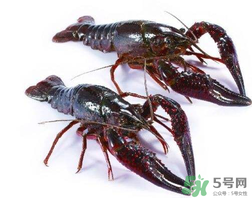 活龍蝦可以放冰快上保鮮嗎？活龍蝦怎么保鮮？