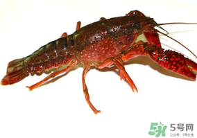 活龍蝦可以放冰快上保鮮嗎？活龍蝦怎么保鮮？