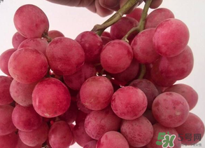 提子爛了還能吃嗎？提子壞了可以吃嗎？